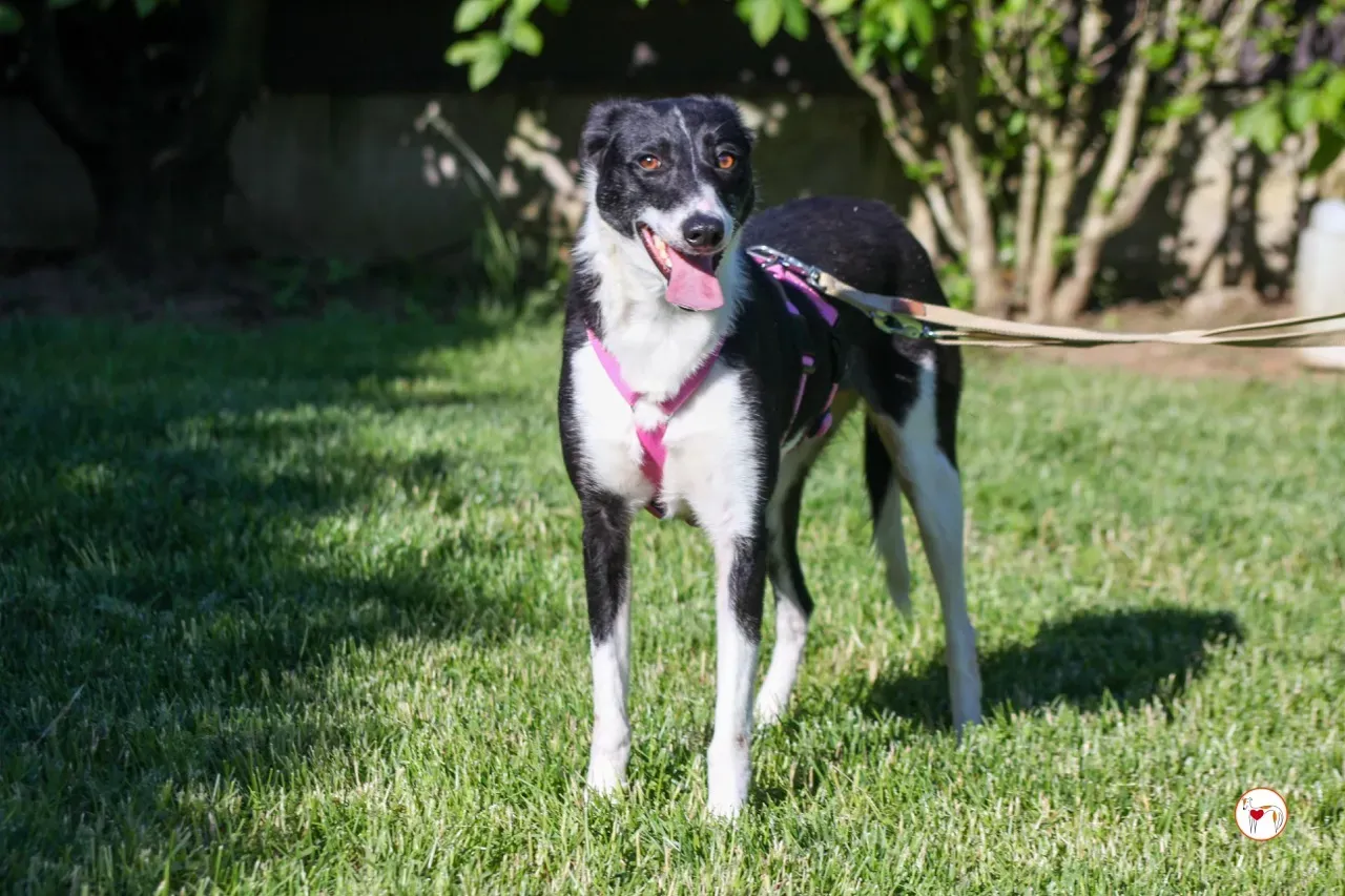 mable arrivogrey20aprile2024 119 large