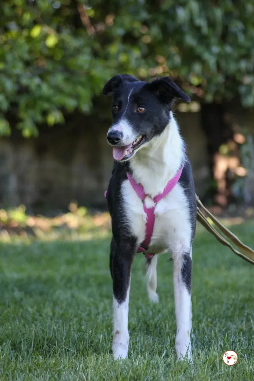 mable arrivogrey20aprile2024 123 large