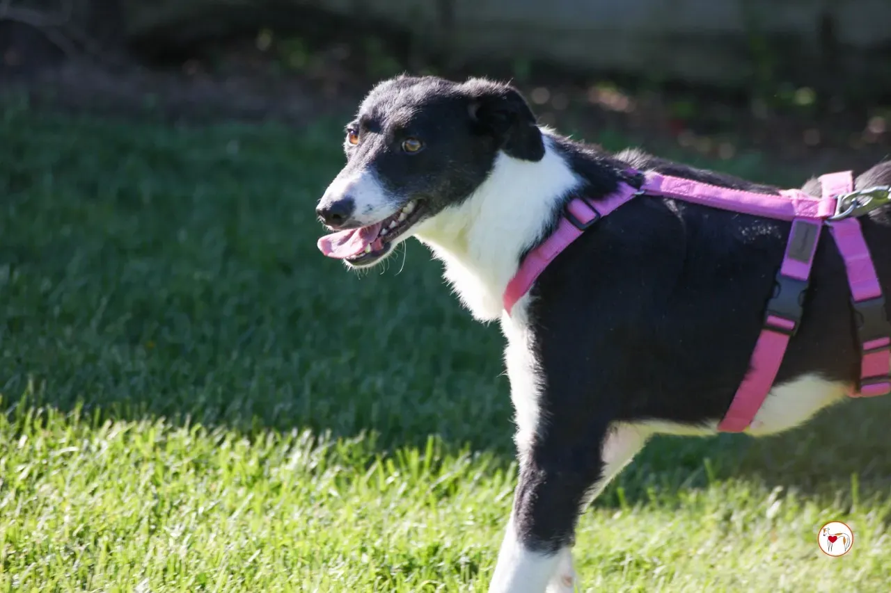 mable arrivogrey20aprile2024 124 large