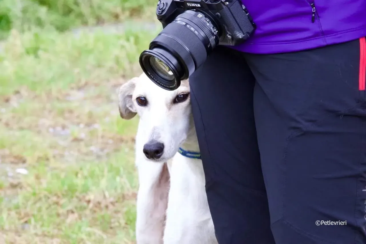 macey adozione levrieri greyhound 1 1
