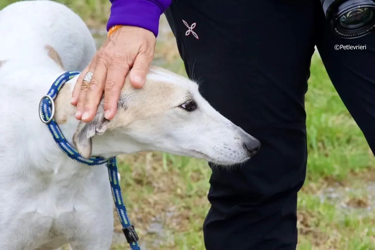 macey adozione levrieri greyhound 10