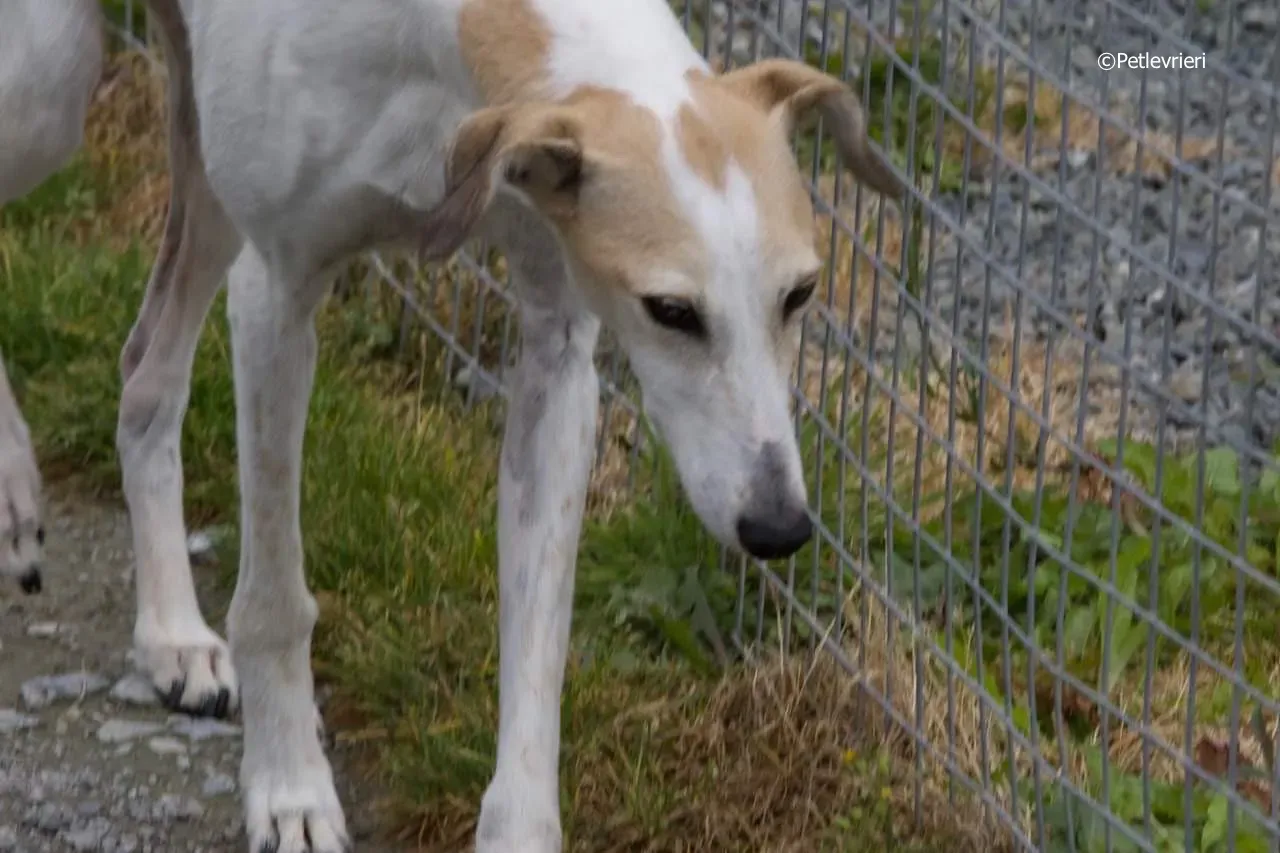 macey adozione levrieri greyhound 11