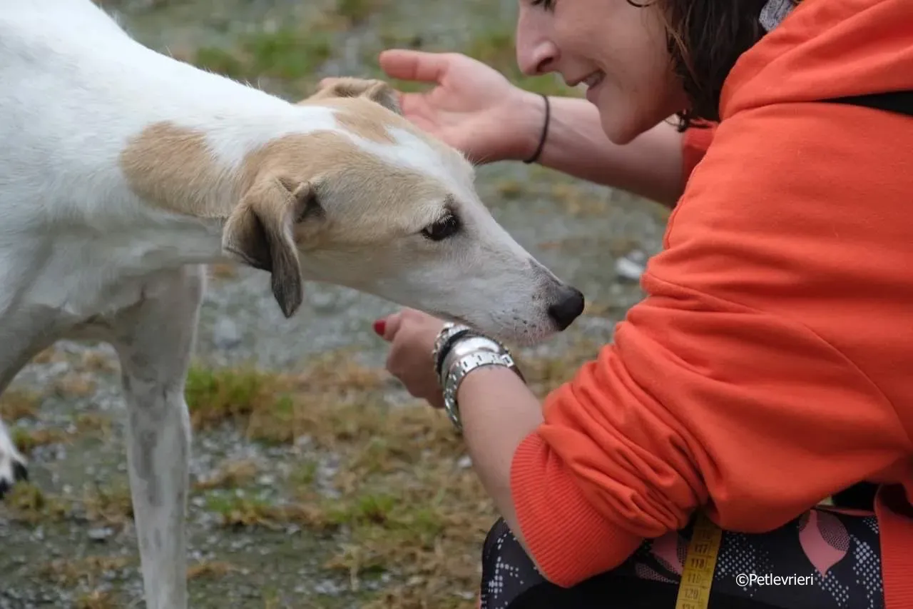 macey adozione levrieri greyhound 12