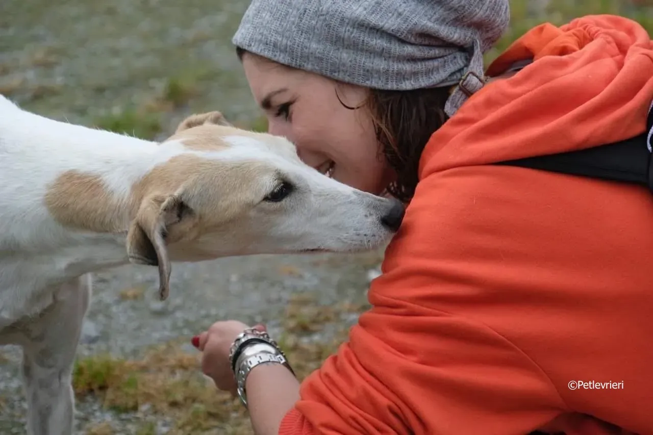 macey adozione levrieri greyhound 13