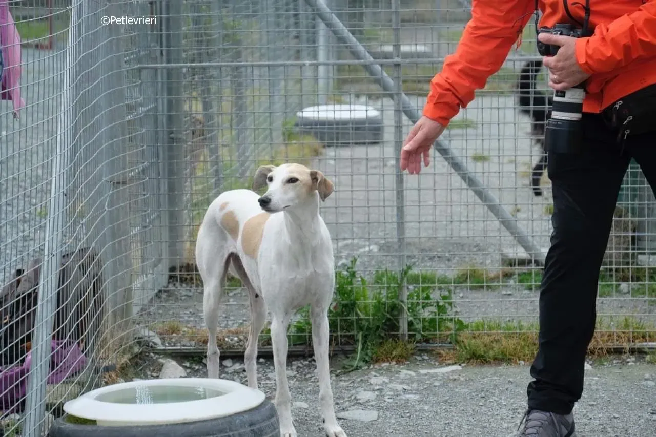 macey adozione levrieri greyhound 14