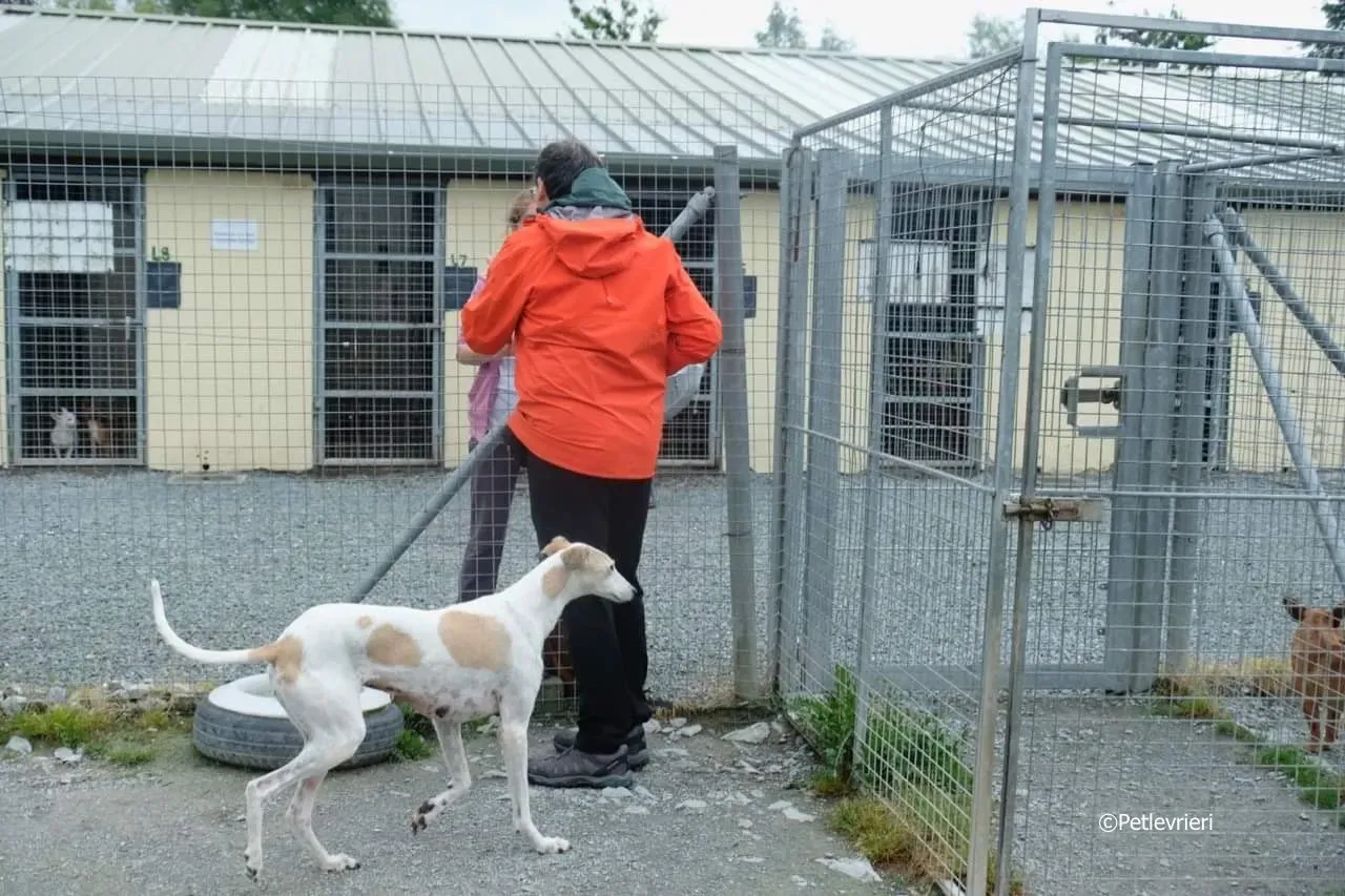 macey adozione levrieri greyhound 15