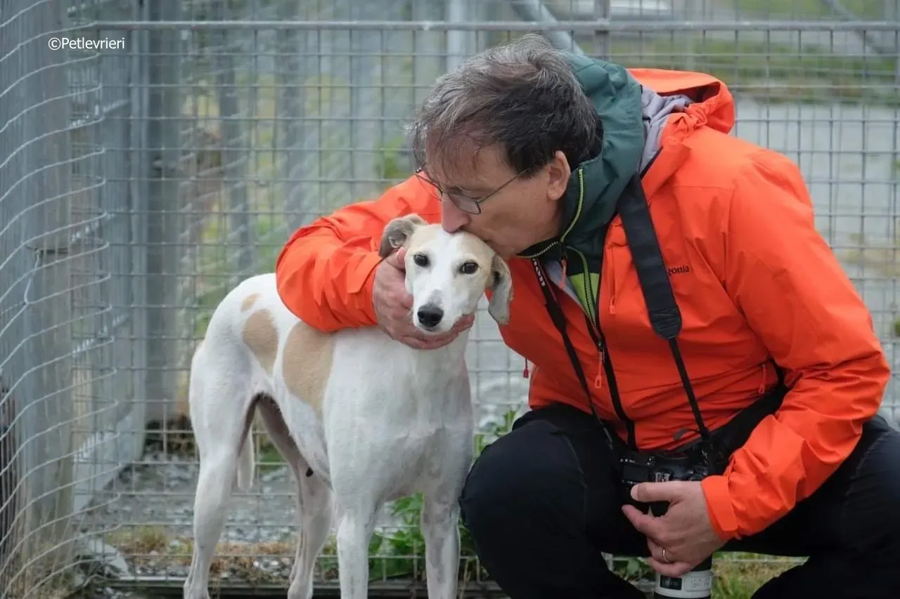 macey adozione levrieri greyhound 16