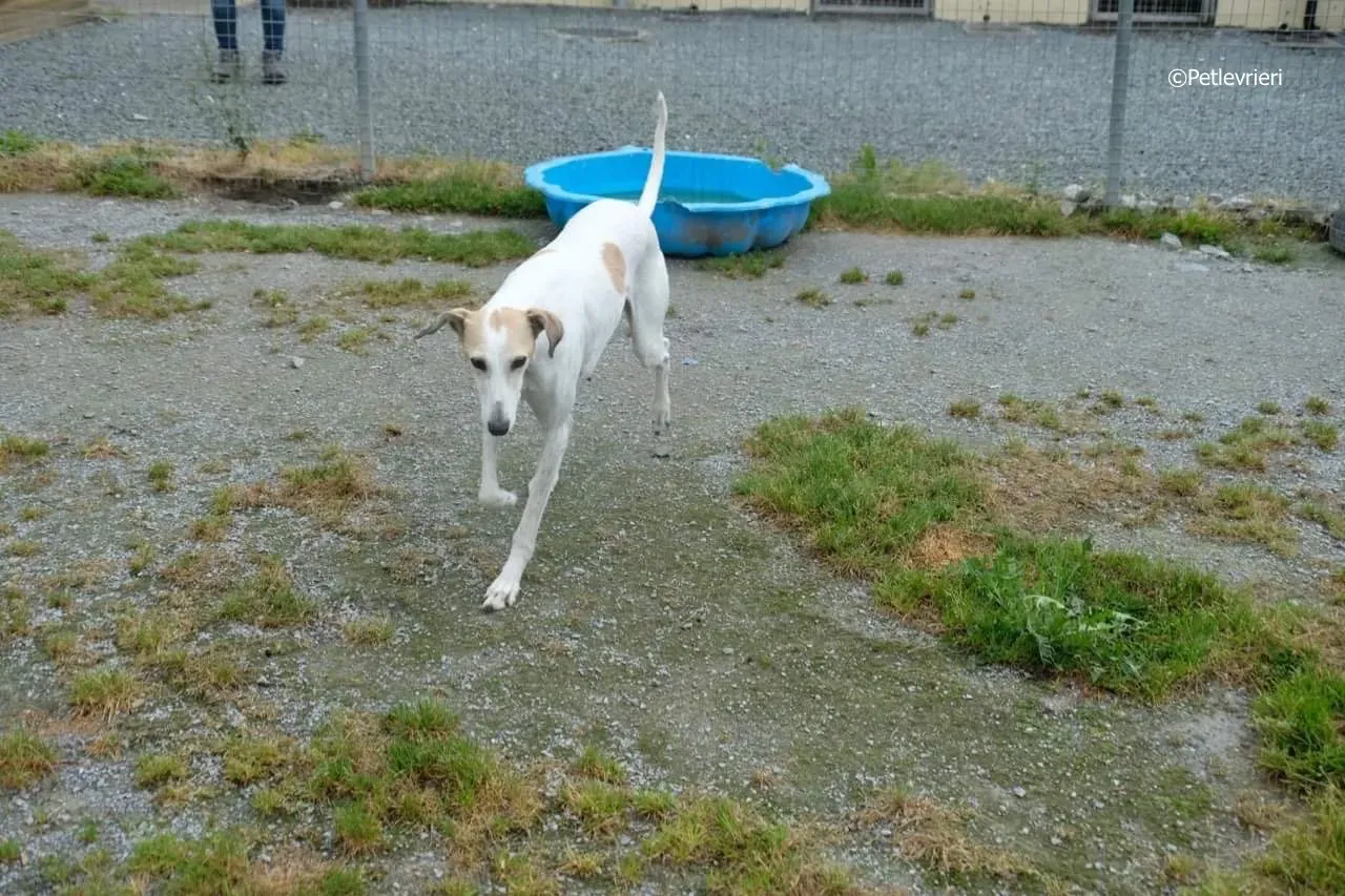 macey adozione levrieri greyhound 17