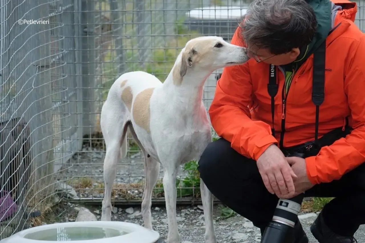 macey adozione levrieri greyhound 18