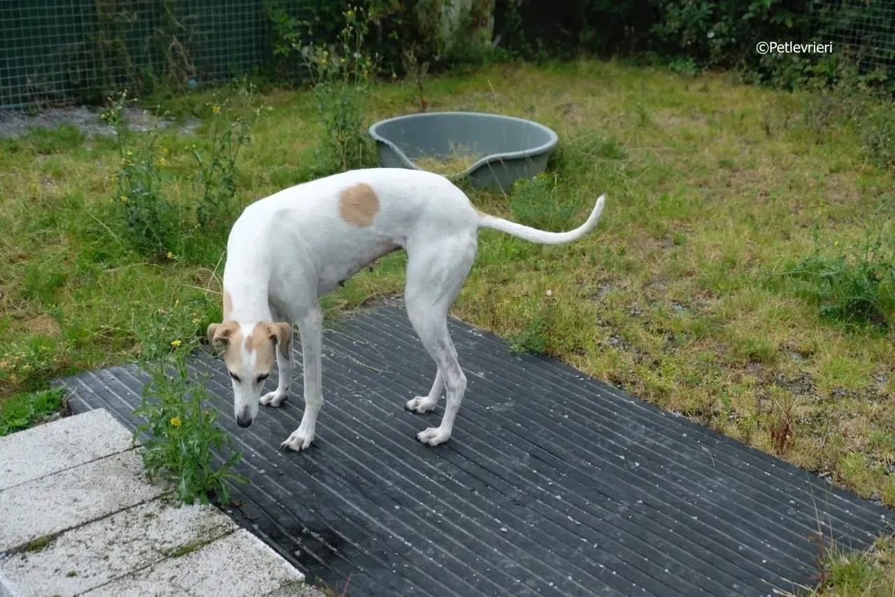 macey adozione levrieri greyhound 19