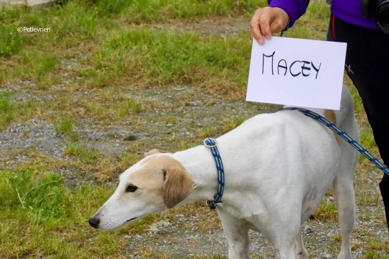 macey adozione levrieri greyhound 2 1