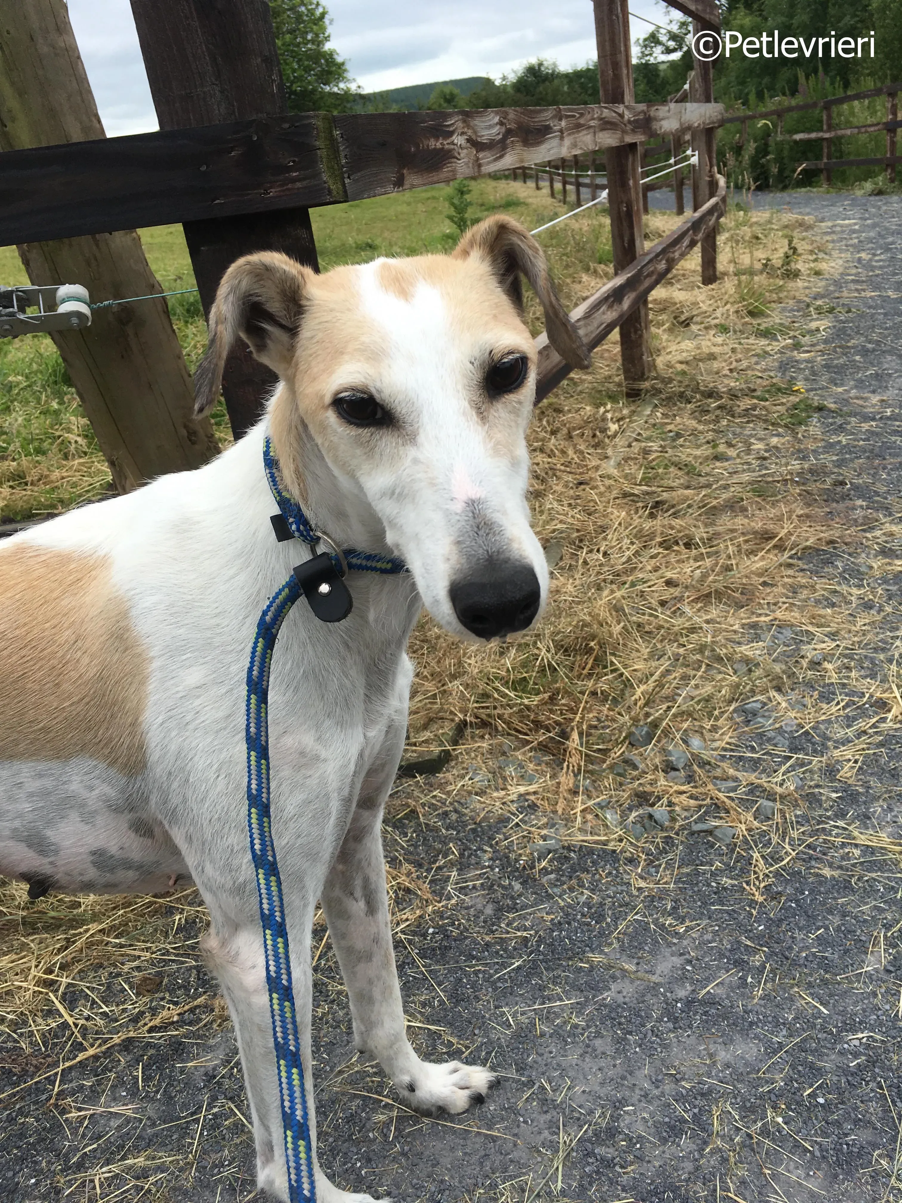 macey adozione levrieri greyhound 2