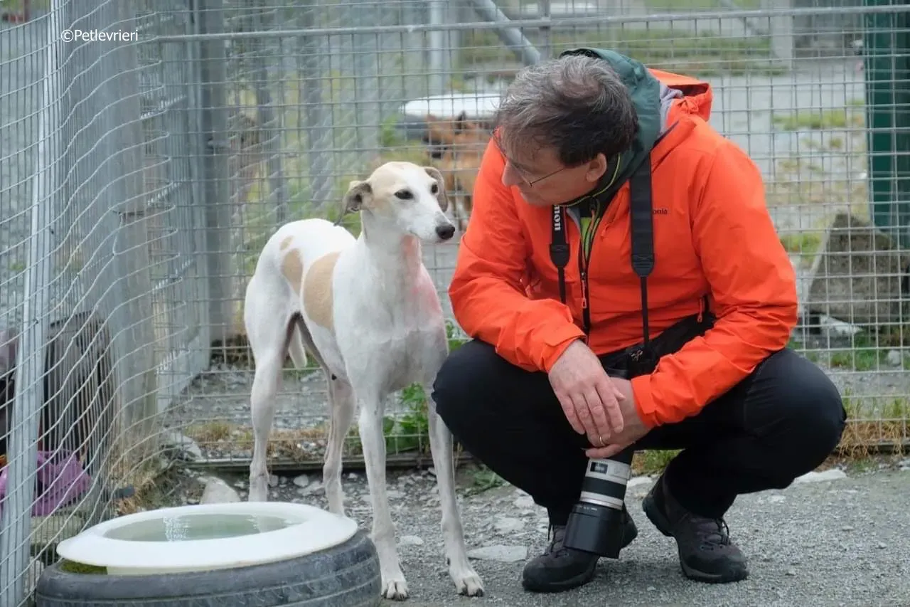 macey adozione levrieri greyhound 20