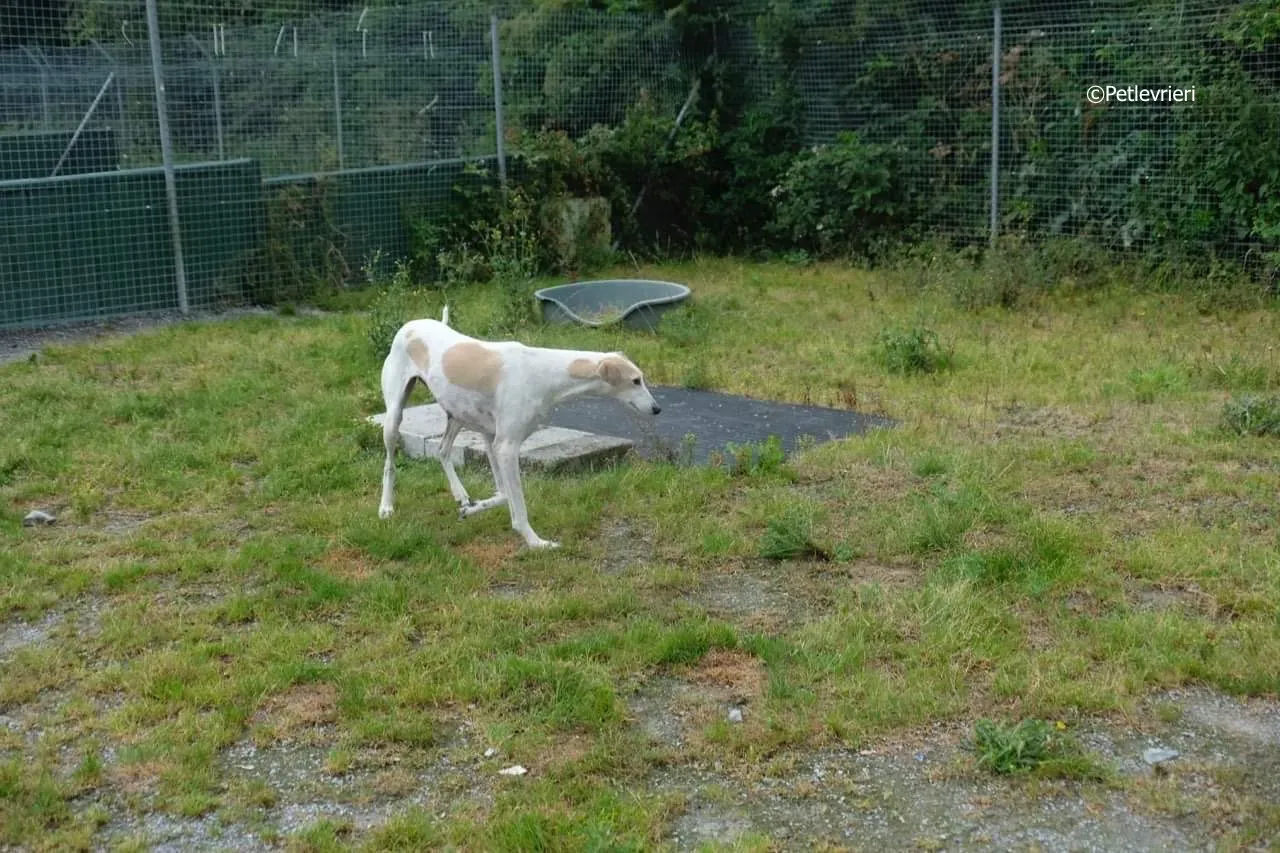 macey adozione levrieri greyhound 21