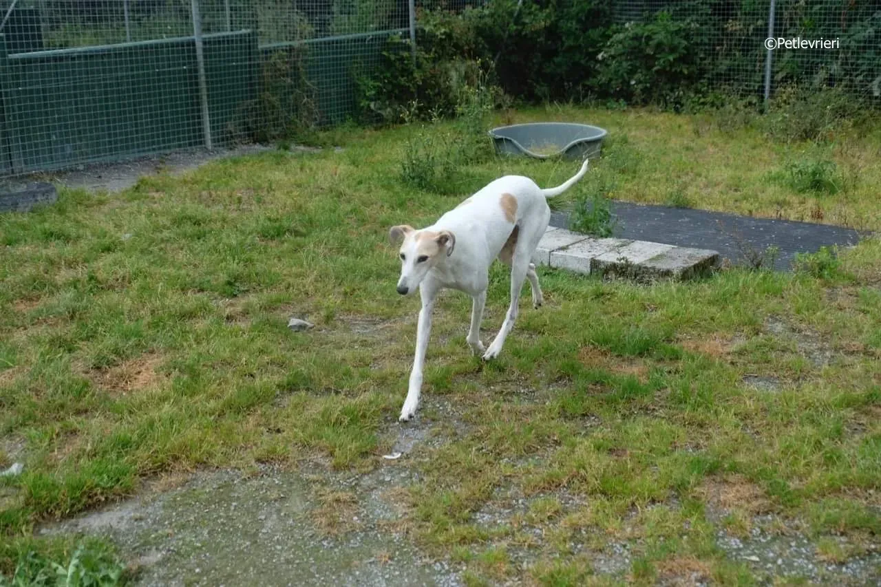 macey adozione levrieri greyhound 22