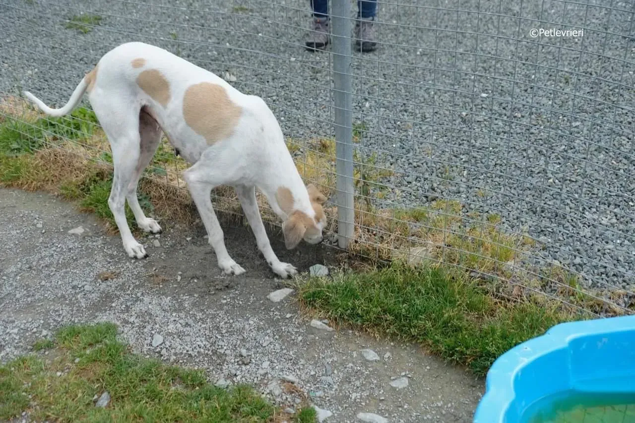 macey adozione levrieri greyhound 23