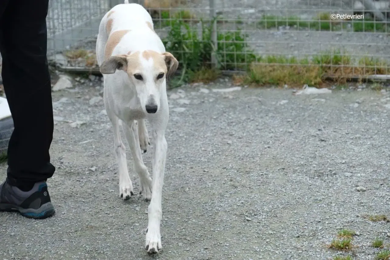 macey adozione levrieri greyhound 24