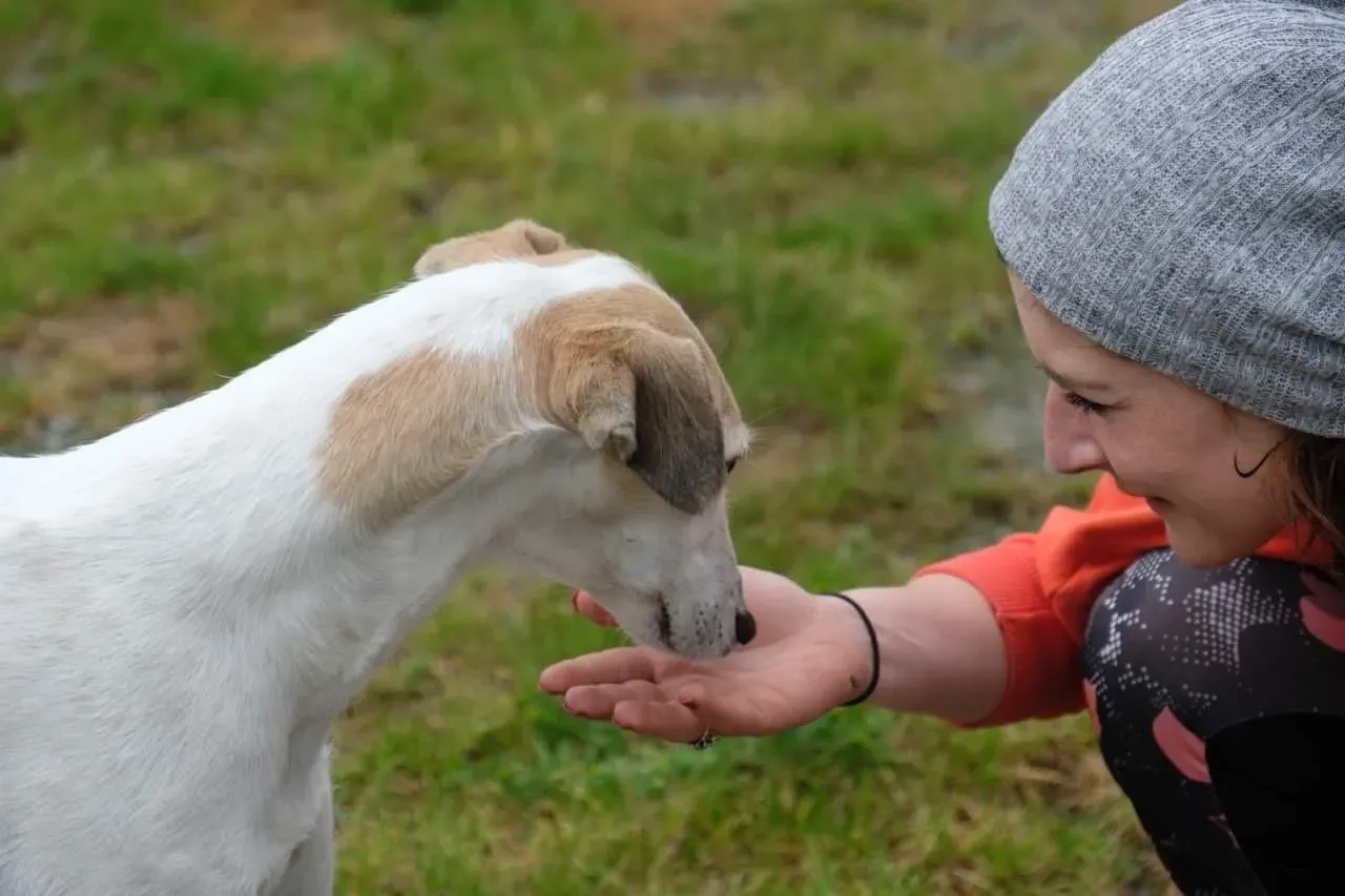 macey adozione levrieri greyhound 25
