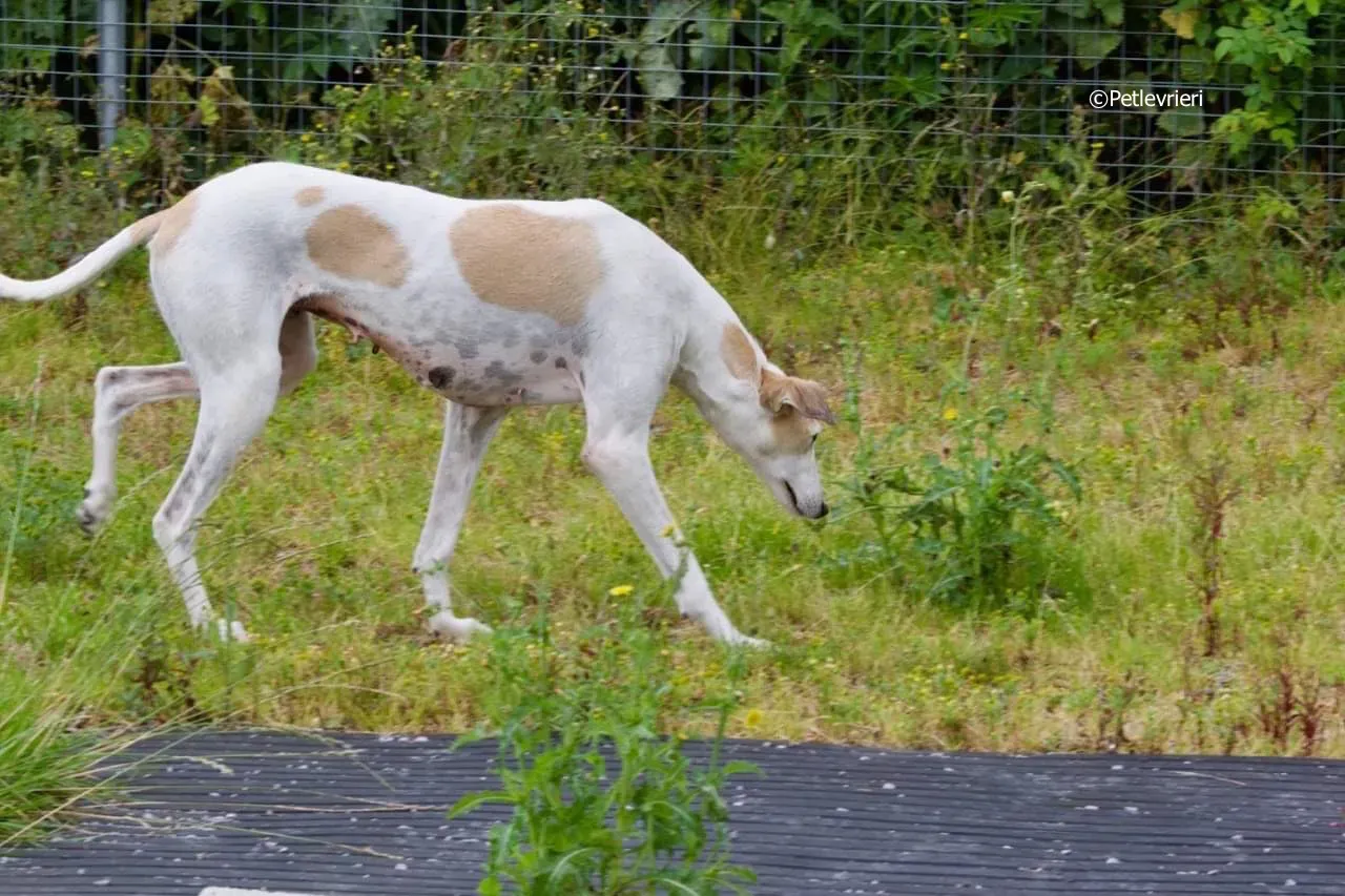 macey adozione levrieri greyhound 3 1