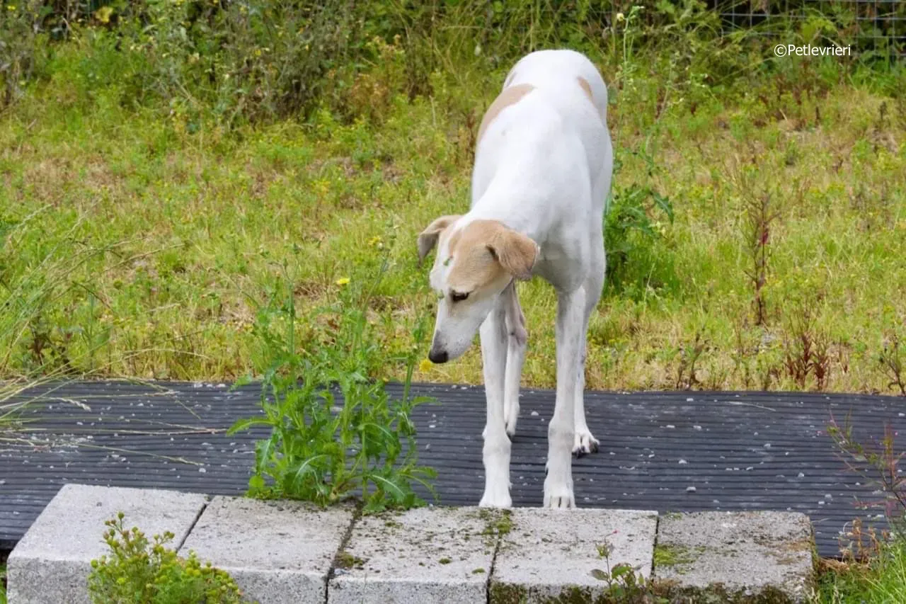 macey adozione levrieri greyhound 4 1