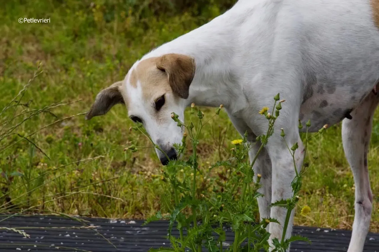 macey adozione levrieri greyhound 5 1