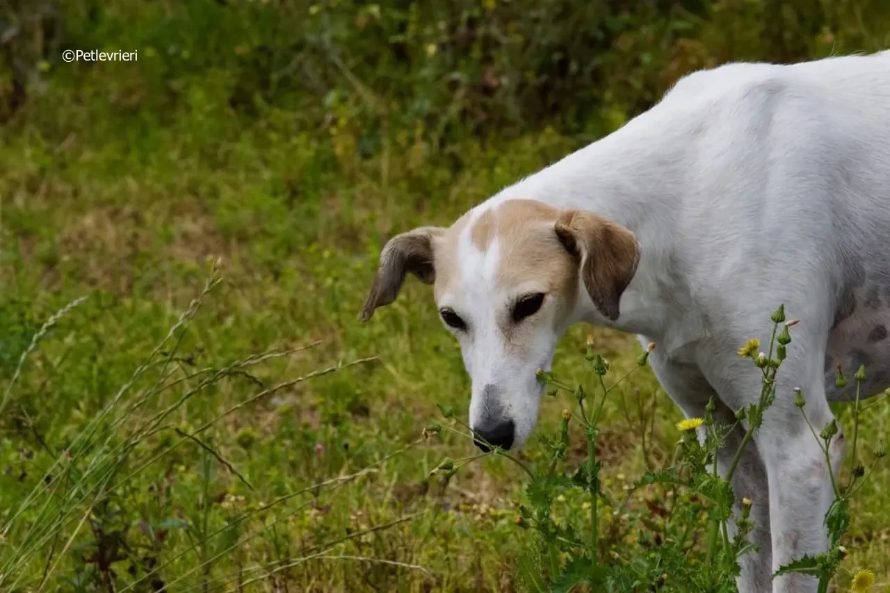 macey adozione levrieri greyhound 6