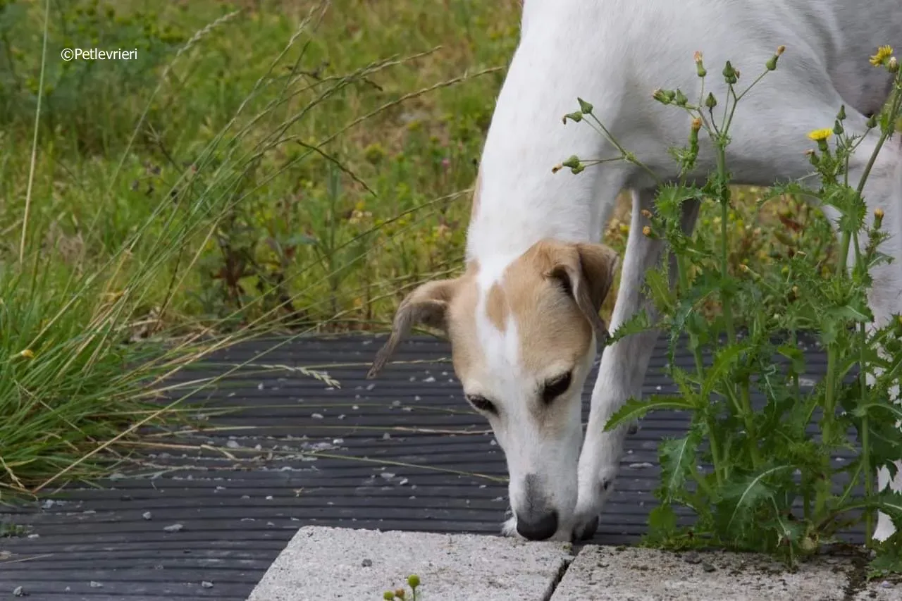 macey adozione levrieri greyhound 7