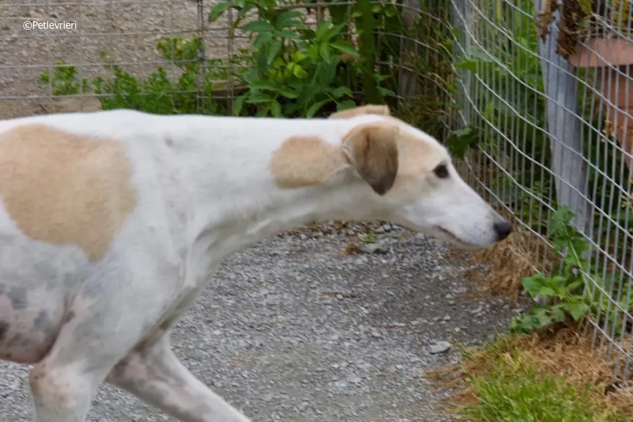 macey adozione levrieri greyhound 8
