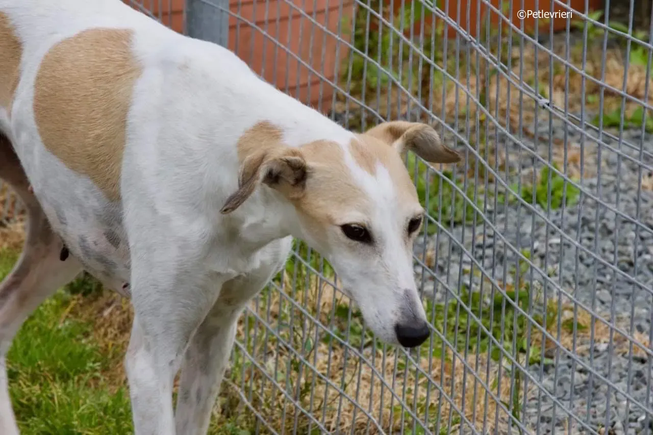 macey adozione levrieri greyhound 9