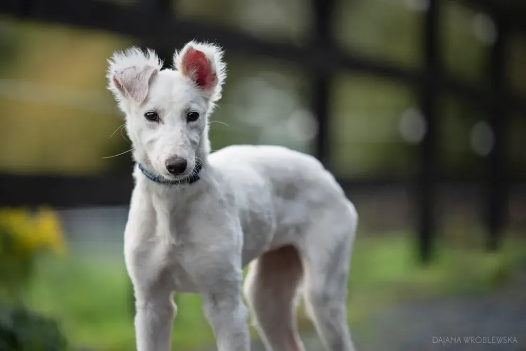 maddie adozione levrieri greyhound 1
