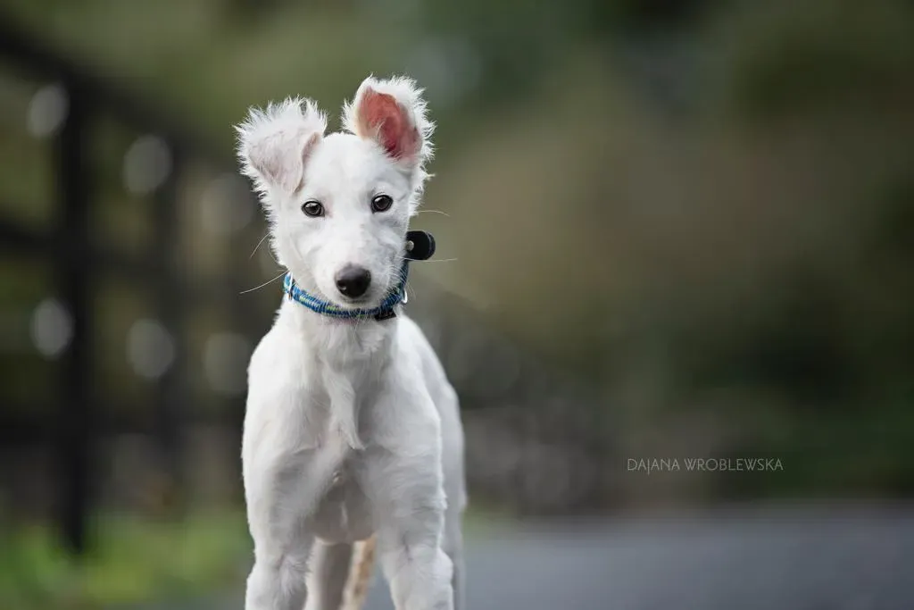 maddie adozione levrieri greyhound 2