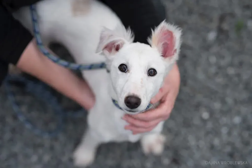 maddie adozione levrieri greyhound 3