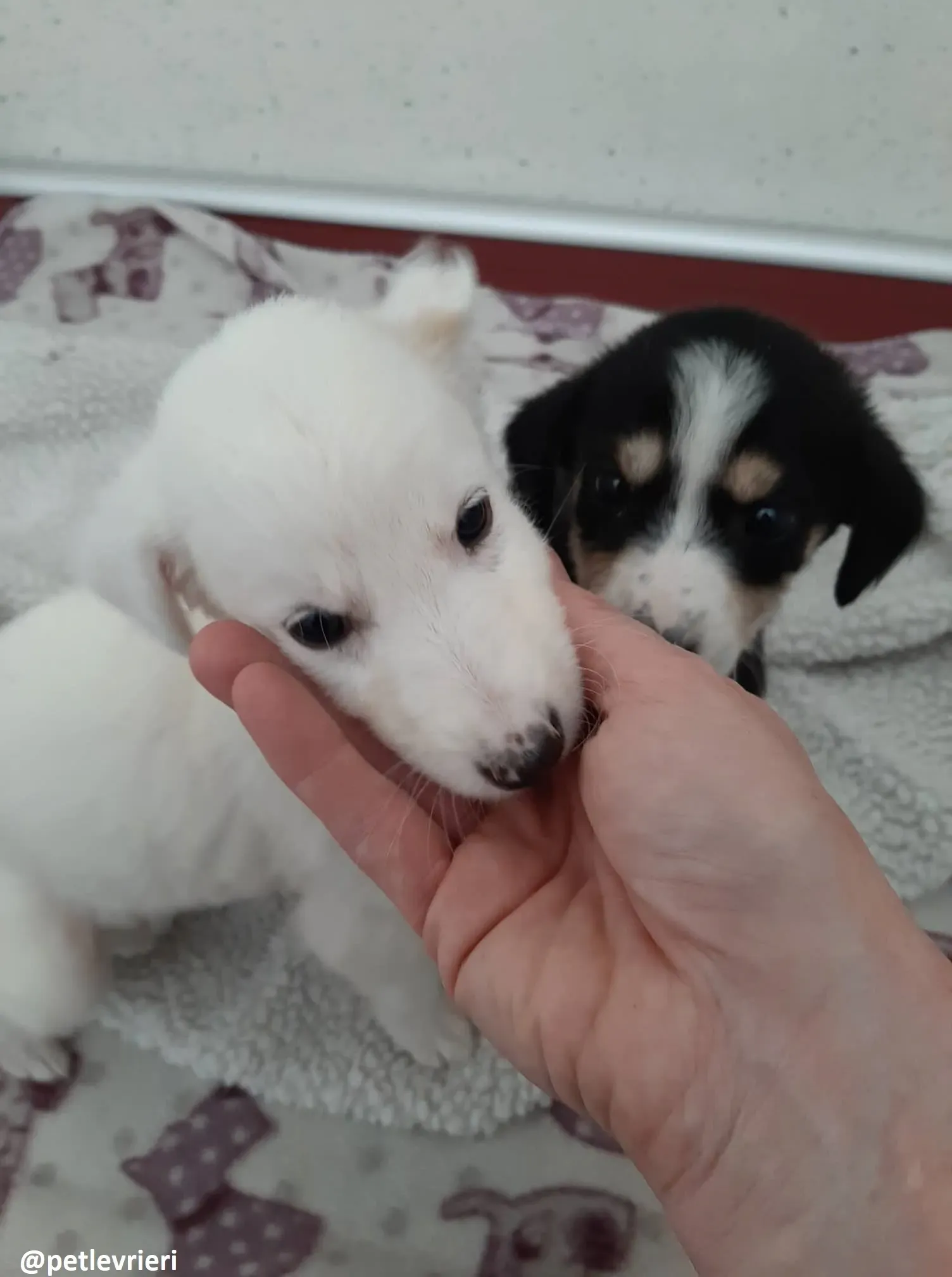 maddie adozione lurcher 11