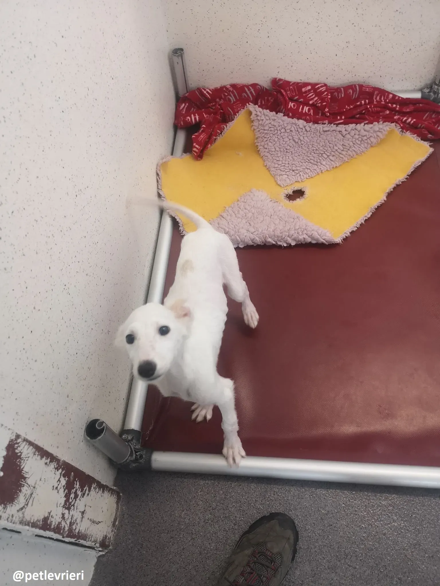 maddie adozione lurcher 5