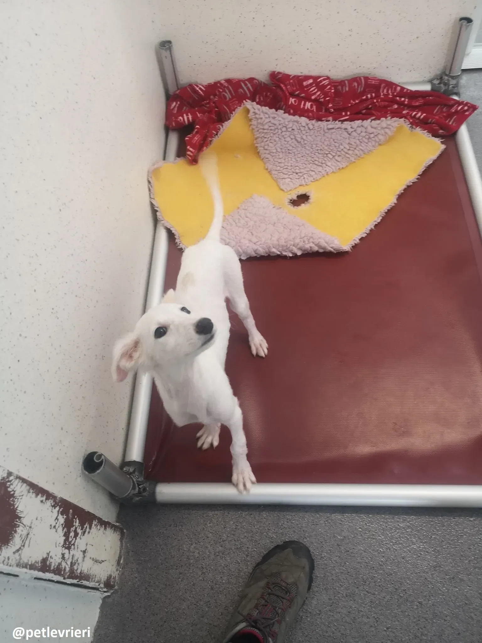 maddie adozione lurcher 7