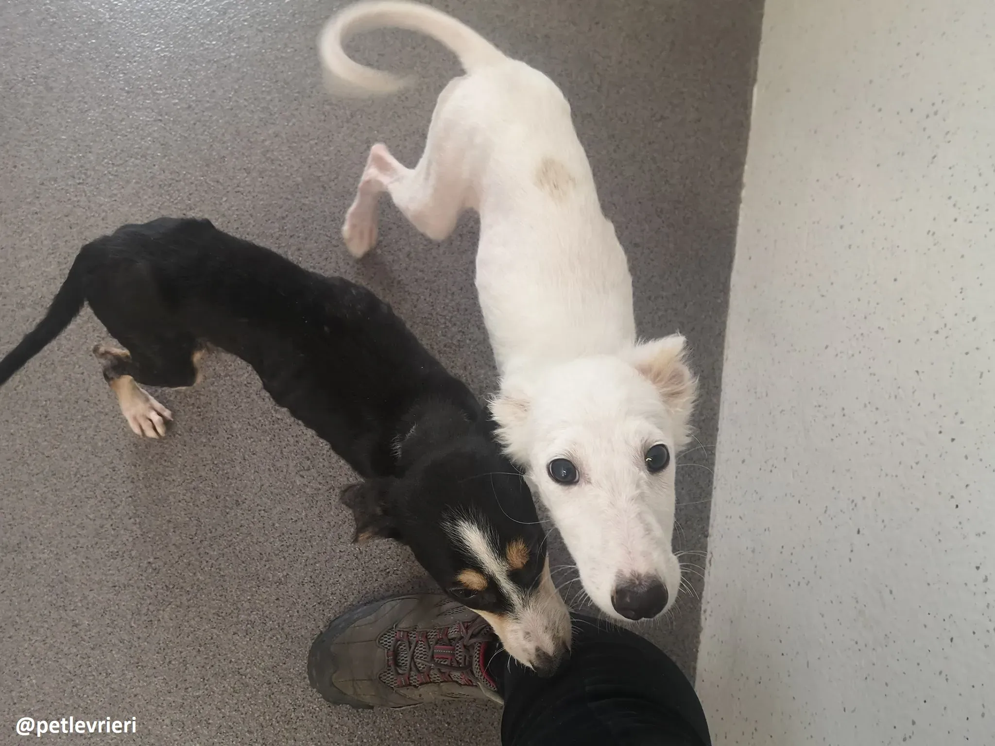 maddie adozione lurcher 8