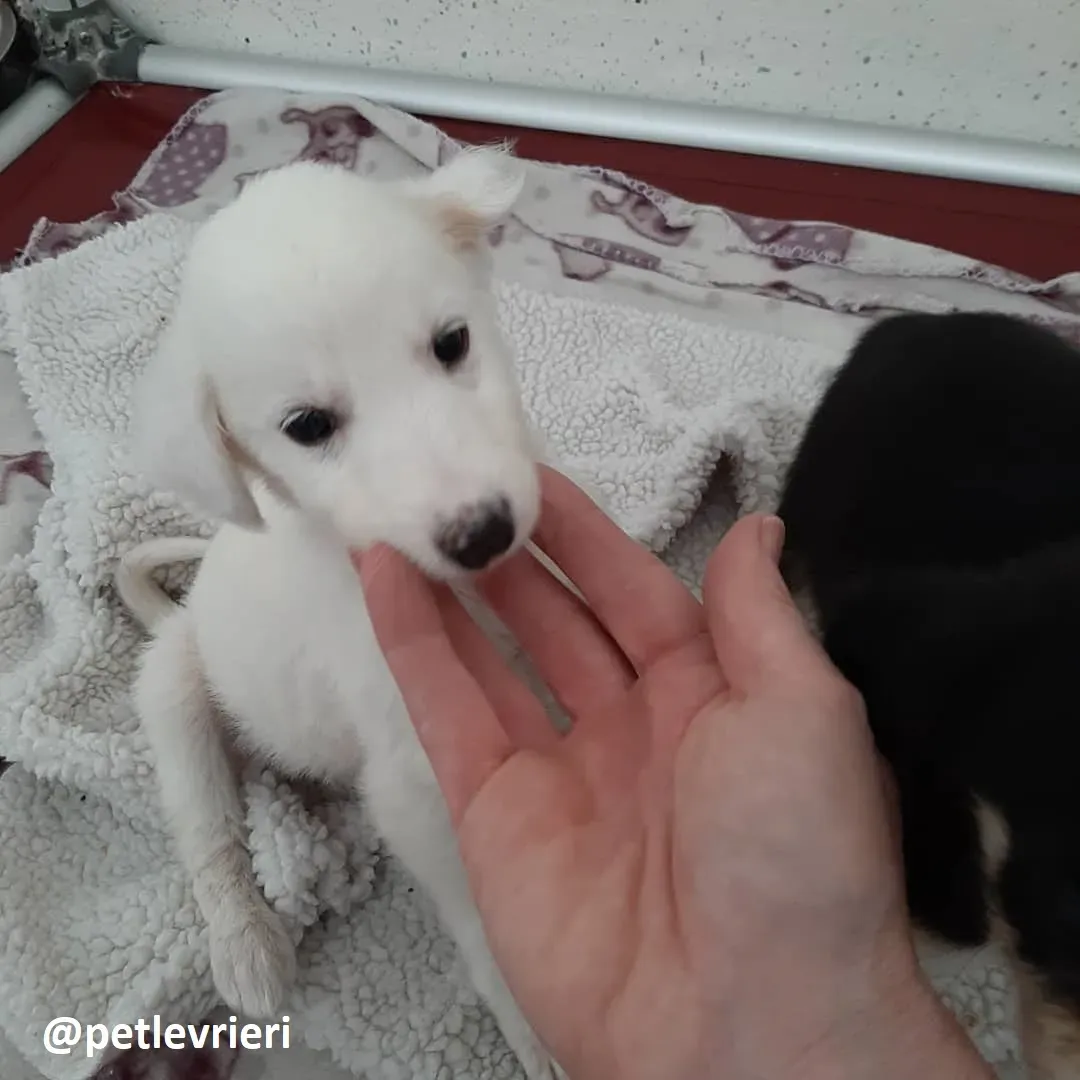 maddie adozione lurcher 9