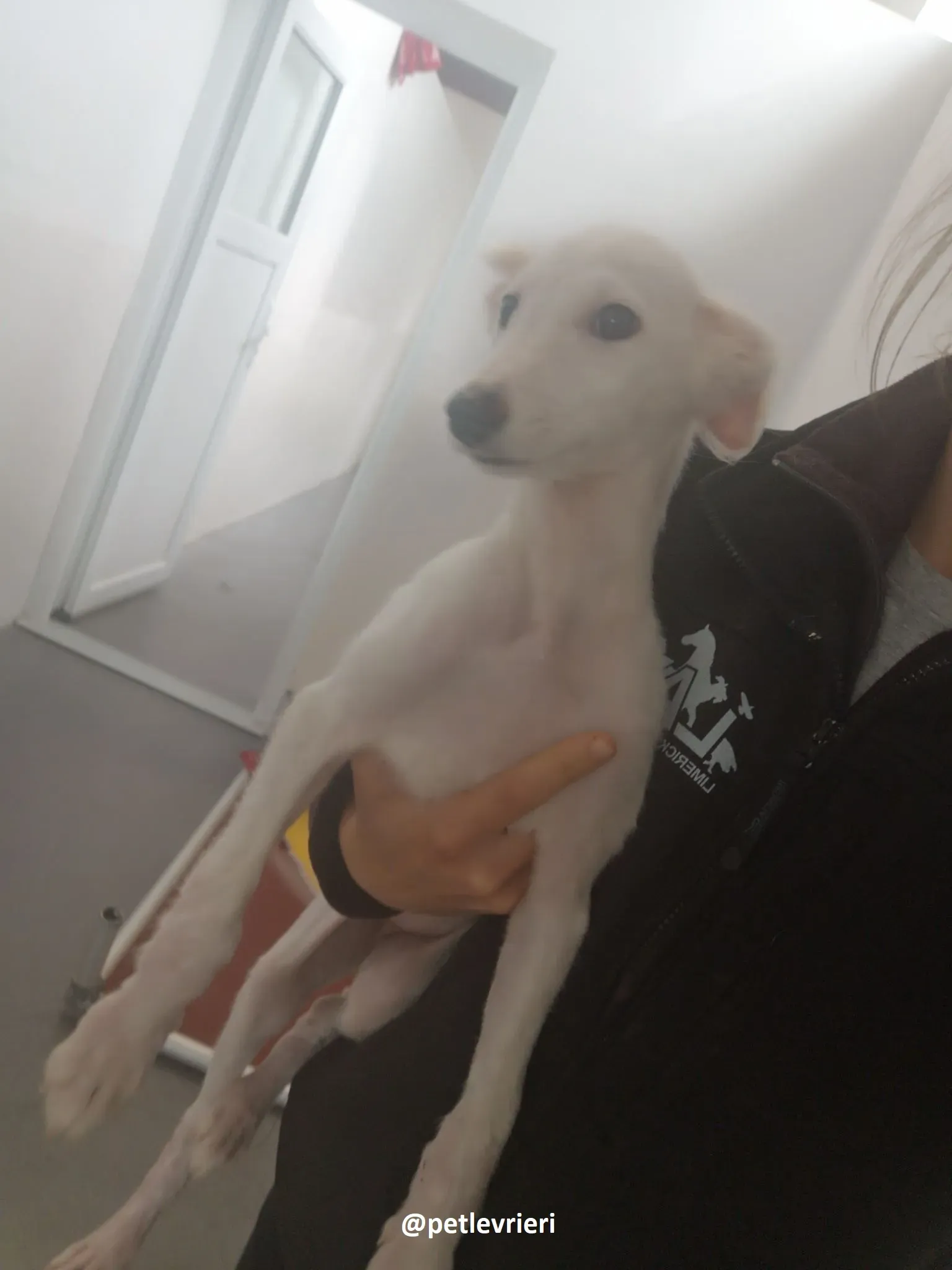 maddie adozione lurcher