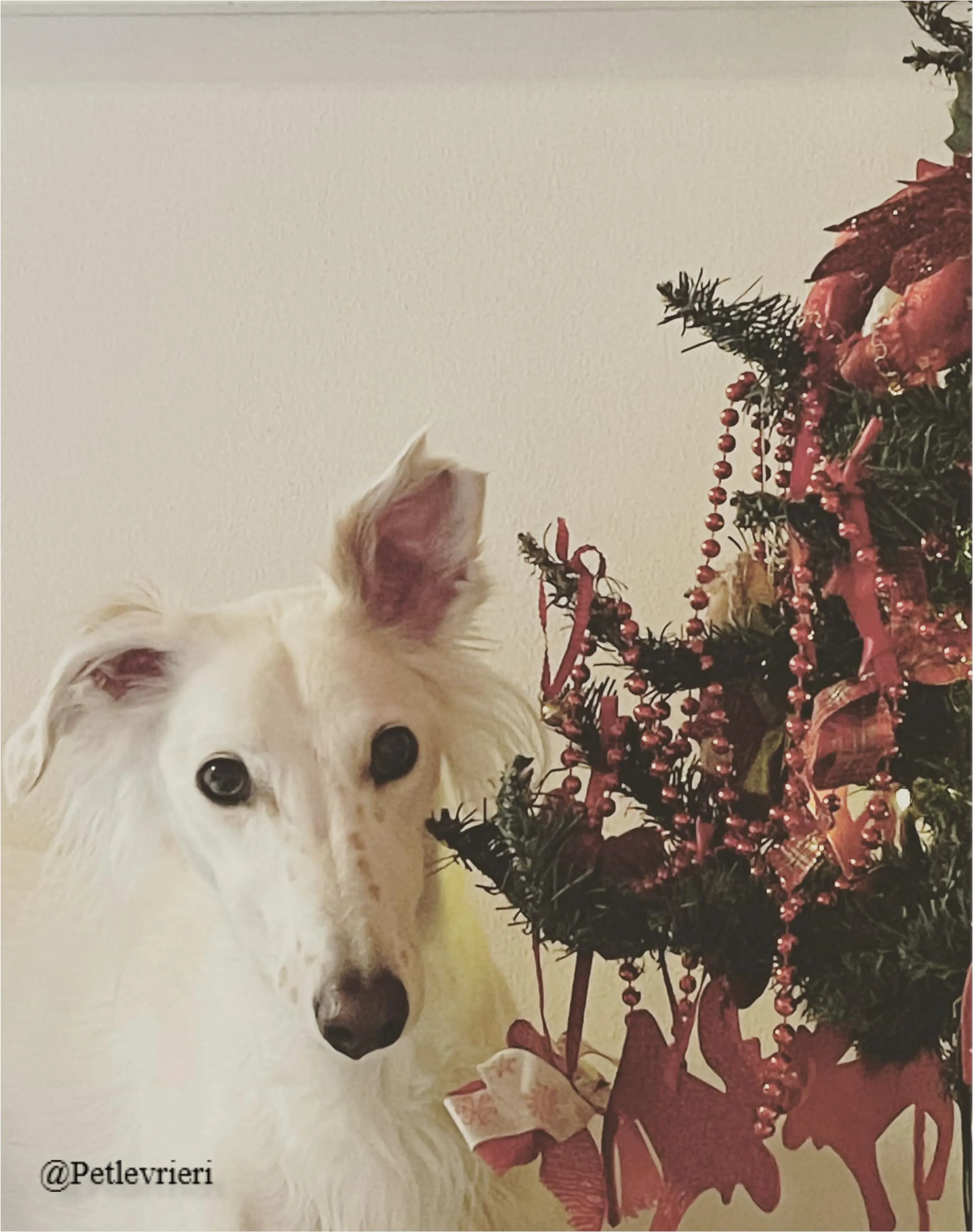 maddie pet levrieri natale 2021