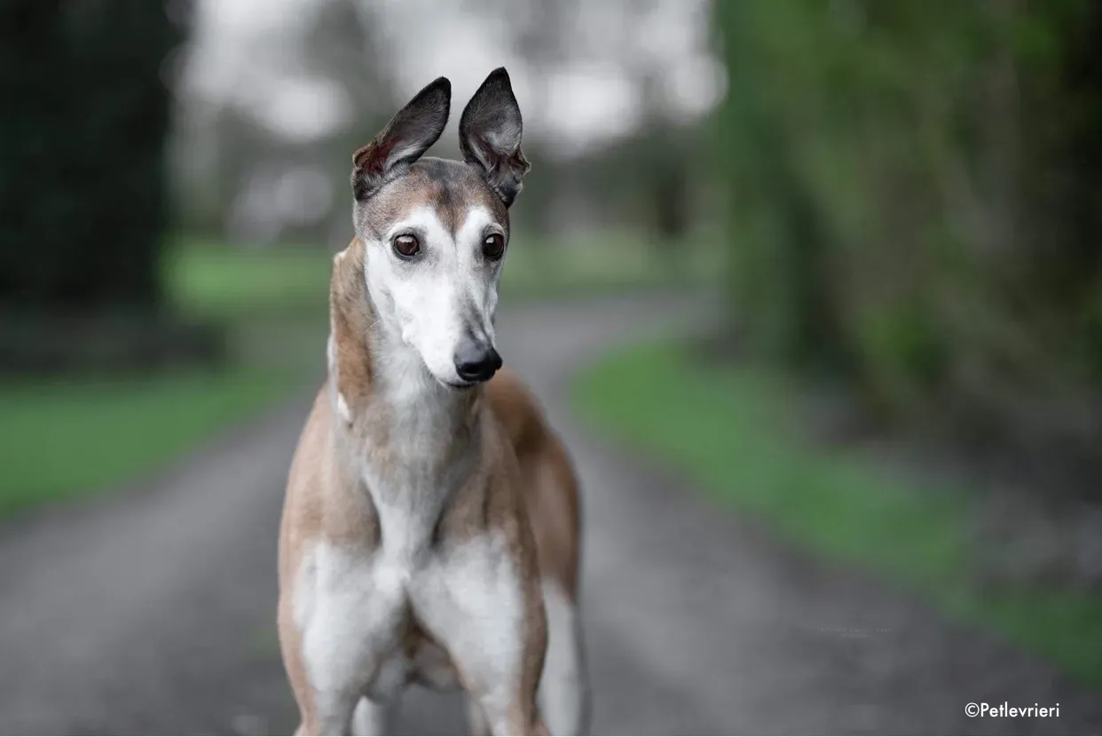 madge adozione levrieri greyhound 1 1