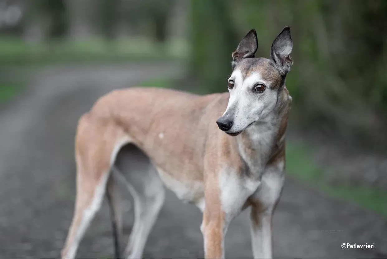 madge adozione levrieri greyhound 2 1