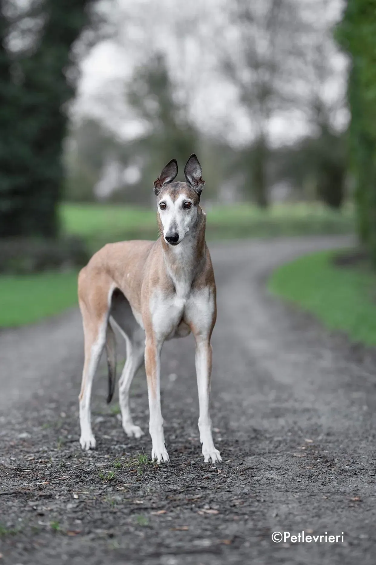 madge adozione levrieri greyhound 3 1