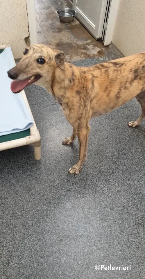 maggie adozione levrieri greyhound 10