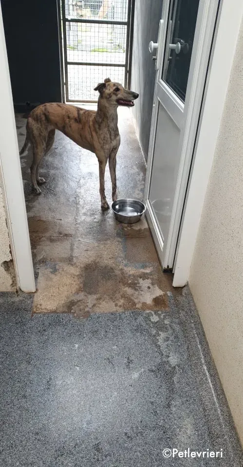 maggie adozione levrieri greyhound 11