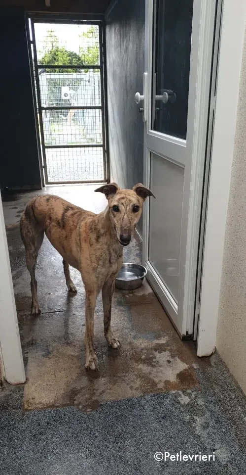 maggie adozione levrieri greyhound 12