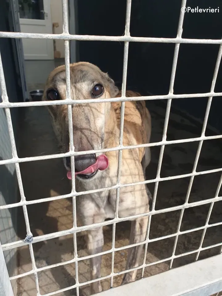 maggie adozione levrieri greyhound 7