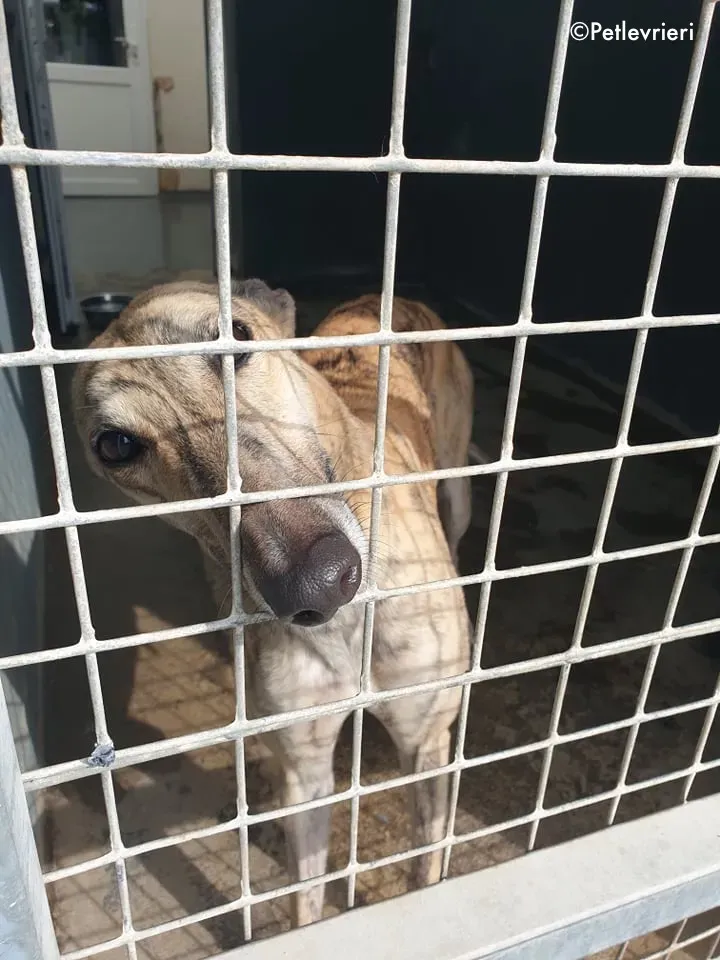 maggie adozione levrieri greyhound 8