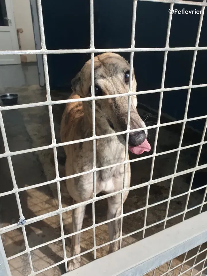 maggie adozione levrieri greyhound 9