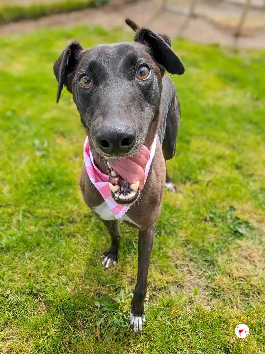 maggie grey adozione 13