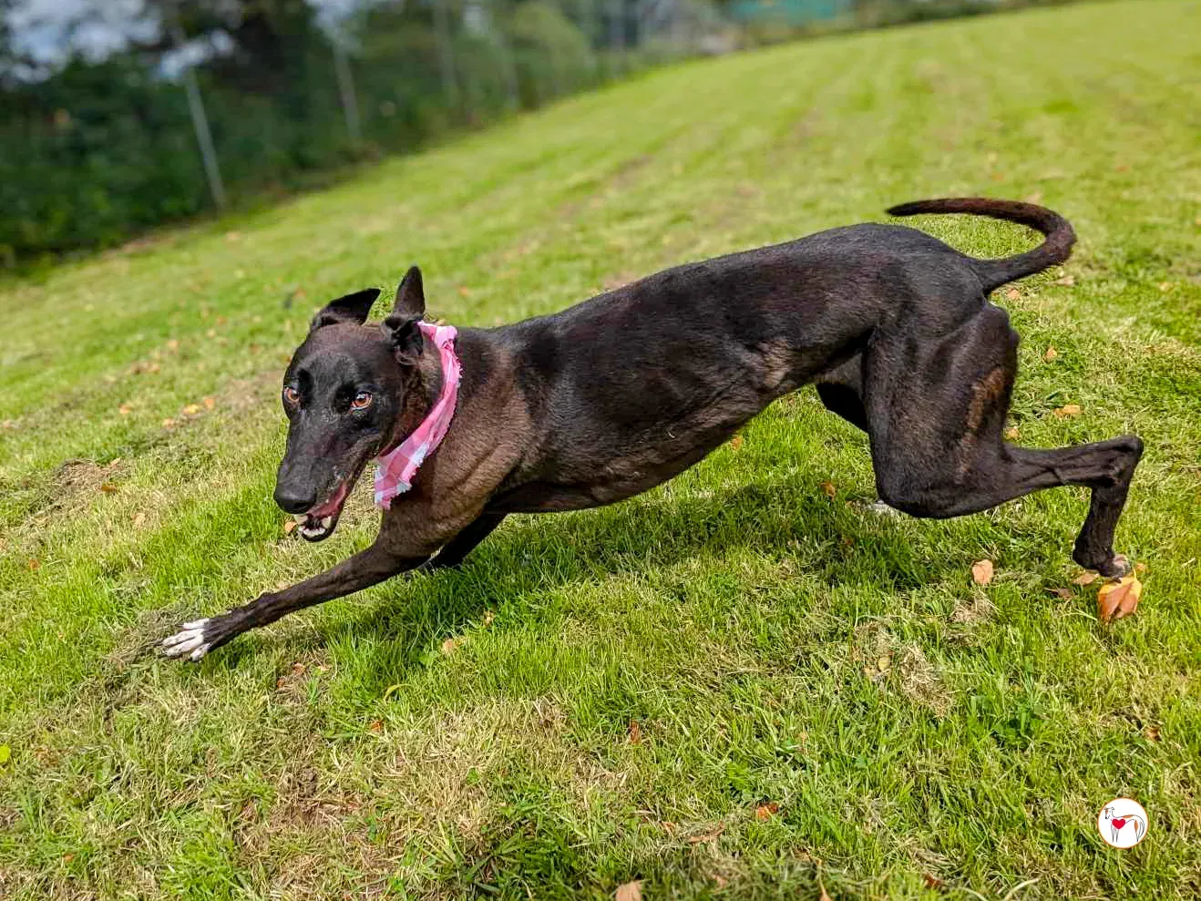 maggie grey adozione 16